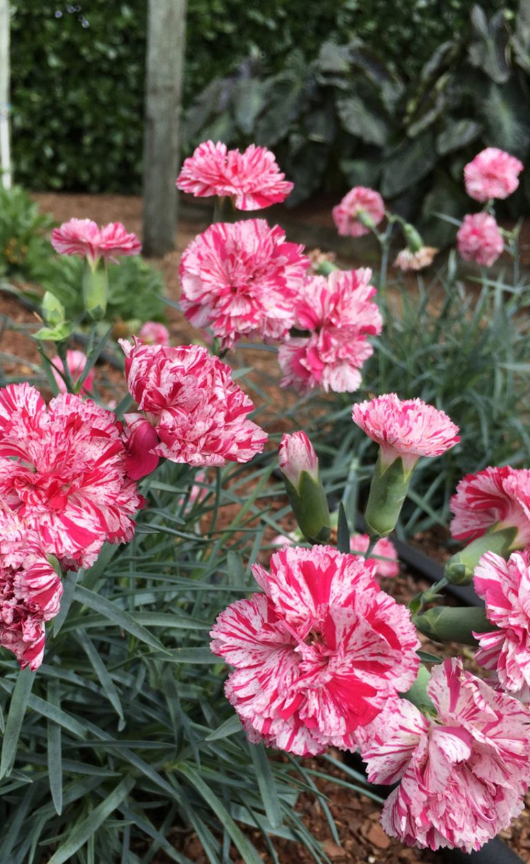 dianthus pinball wizard