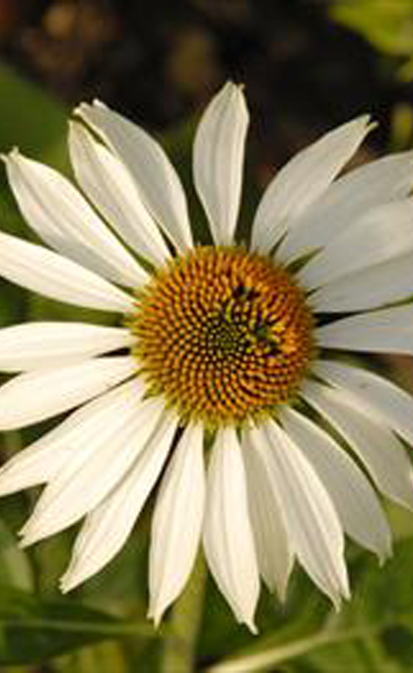 Echinacea purpurea ‘Happy Star’ | Jardins Paquette