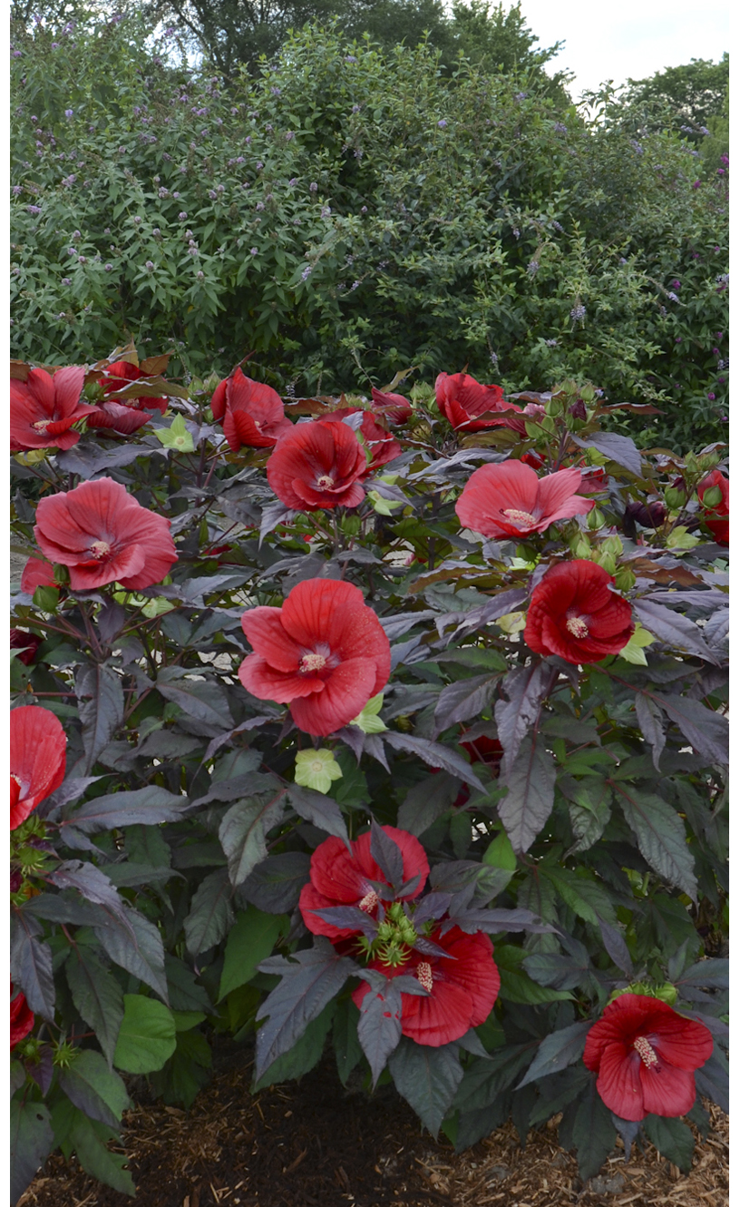 Hibiscus ‘Midnight Marvel’ Jardins Paquette