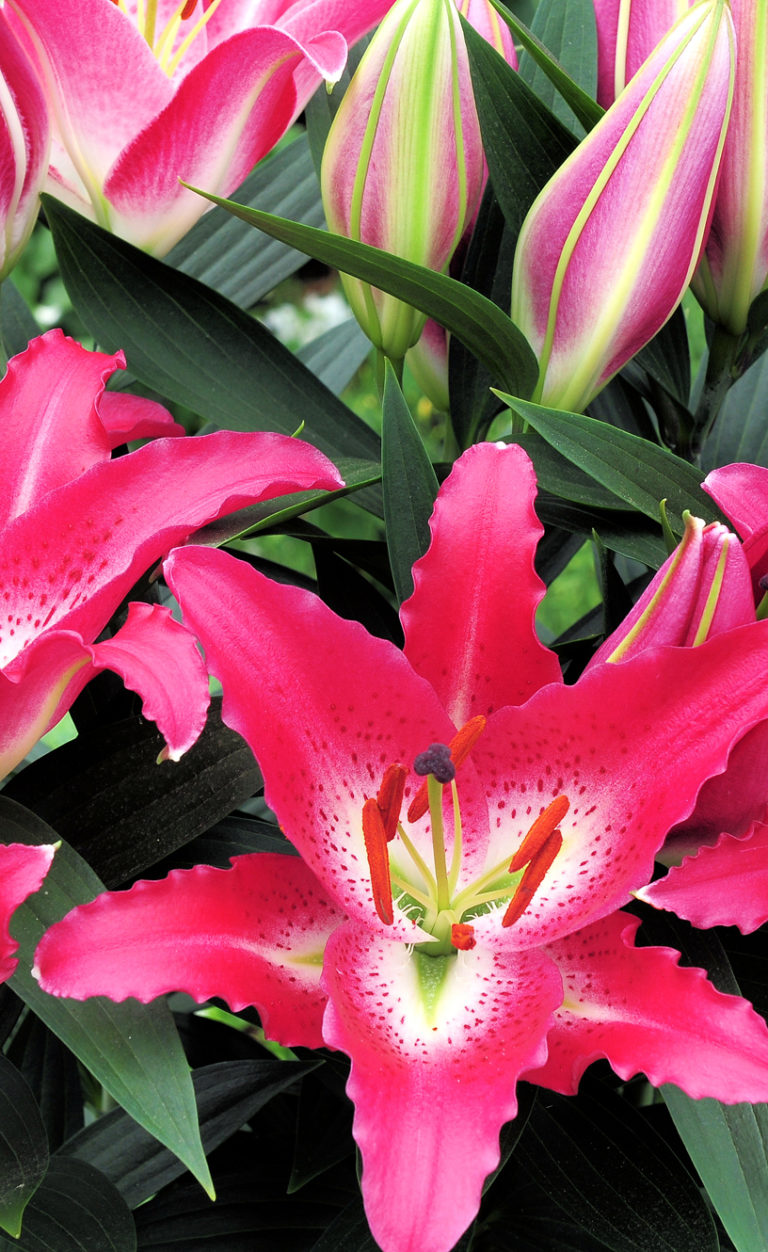 Lilium oriental ‘Entertainer’ | Jardins Paquette