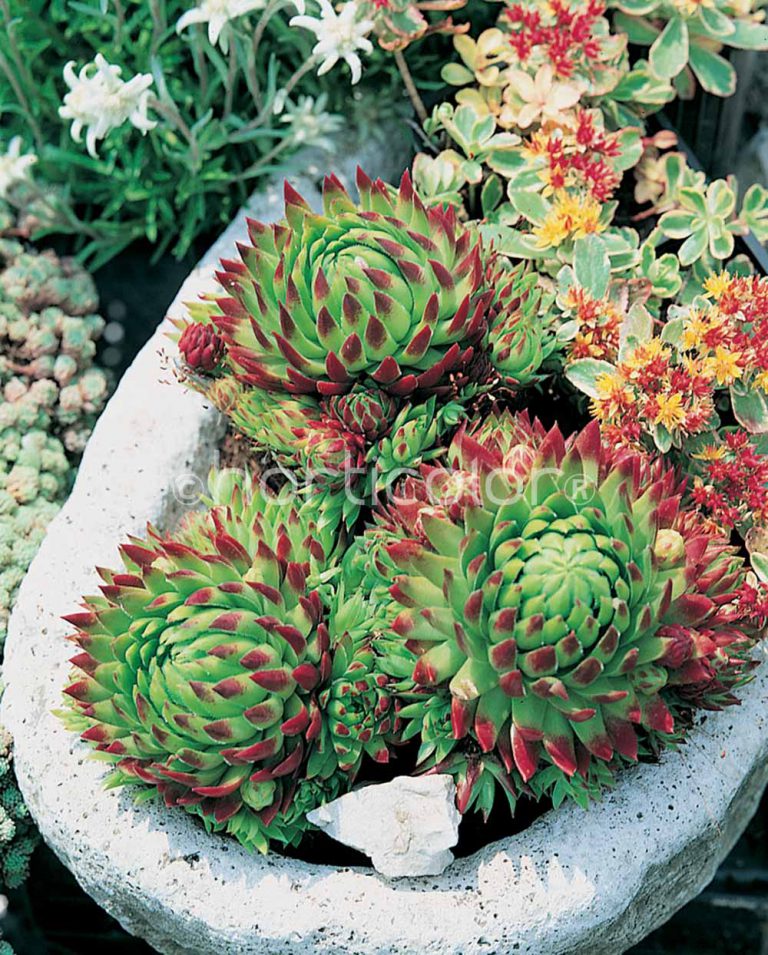 Sempervivum ‘Sunset’ | Jardins Paquette