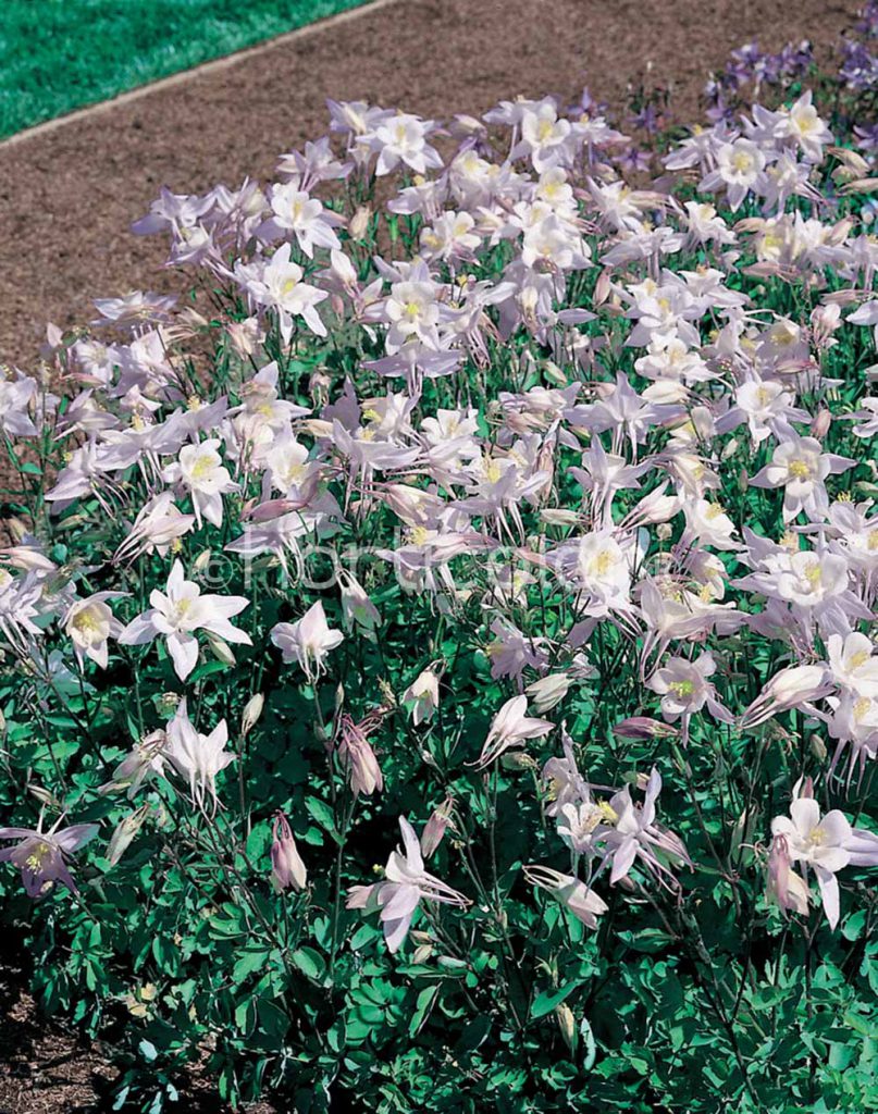 Aquilegia Caerulea Songbird Blue Bird Jardins Paquette