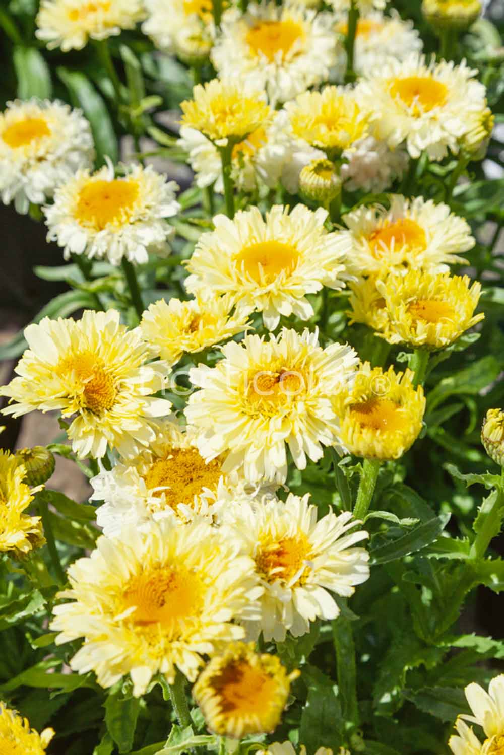 Leucanthemum x superbum ‘Real Charmer’ | Jardins Paquette