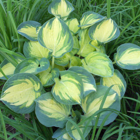 hosta