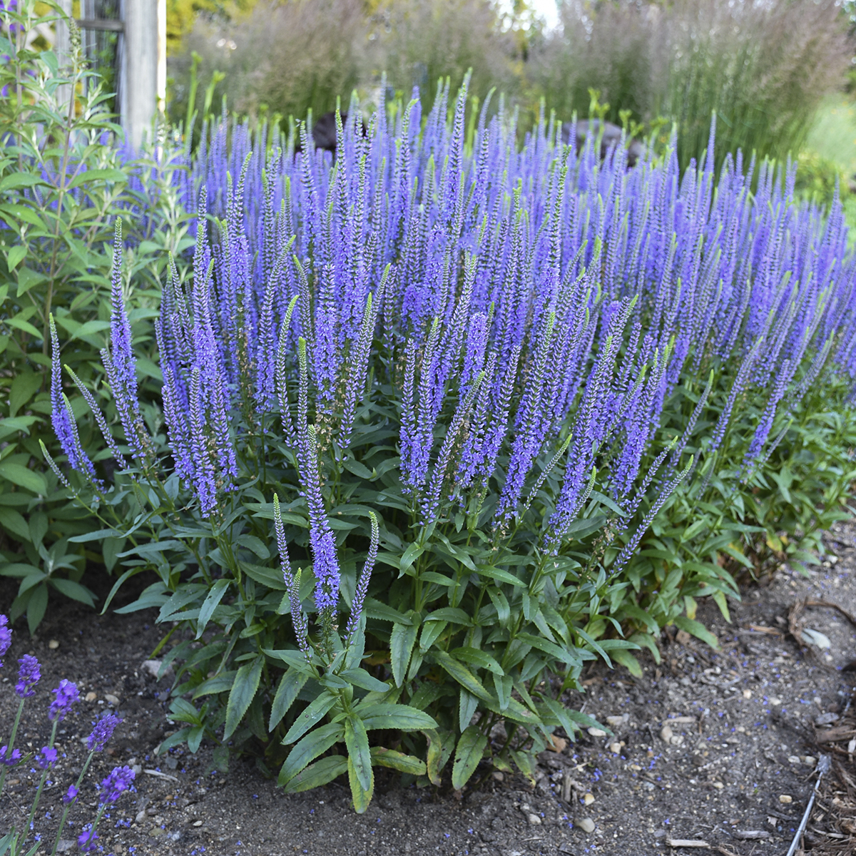 Veronica ‘Blue Skywalker | Jardins Paquette